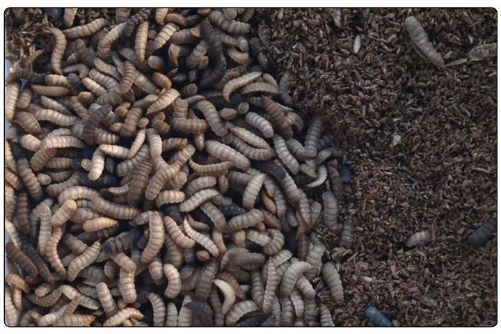 潔匠凈化·的凈工業(yè)除臭劑_黑水虻養(yǎng)殖實(shí)地設(shè)計(jì)除臭方案，工業(yè)除臭劑解決惡臭難題！